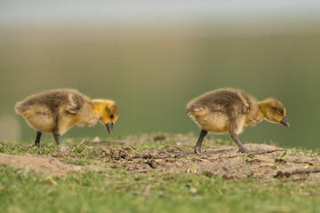 2 Goslings of greylag goose or graylag goose - Anser anser walking on ground at green background. Photo from Milicz Ponds in Poland.