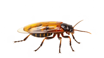 cockroach isolated on white