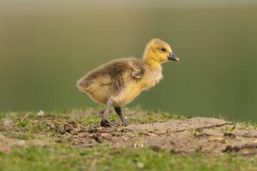Gosling of greylag goose or graylag goose - Anser anser walking on ground at green background. Photo from Milicz Ponds in Poland.