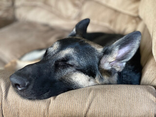 close up of a German Sheperd dog sleeping on a couch