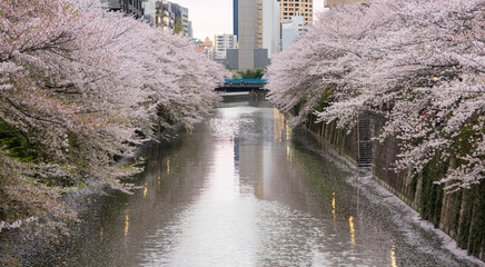 river in the city with Sakura view