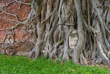 roots of a tree with buddha