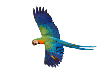 Colorful flying Catalina Macaw parrot isolated on transparent background png file	