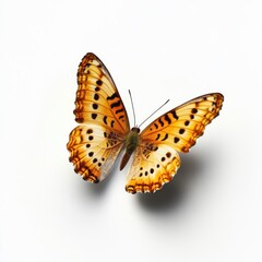 Obraz premium Orange butterfly with black spots on white background closeup wildlife photography