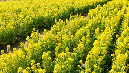道の駅きららあじすの菜の花畑