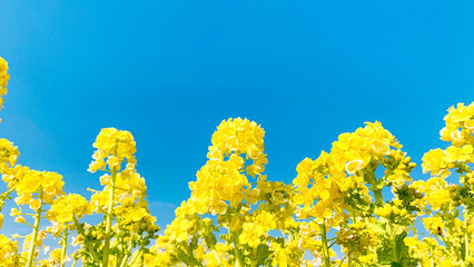 道の駅きららあじすの菜の花畑