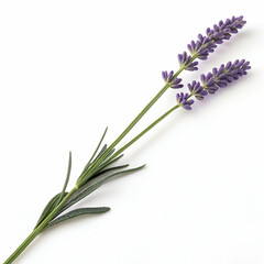 Fototapeta premium Lavender 3D rendered flower isolated on a white background with vibrant purple tones and detailed textures 