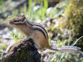 Chipmunk on an old stump, close-up