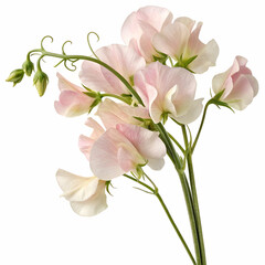 Sweet Pea 3D rendered flower delicately isolated on a white background with soft petals and realistic textures
