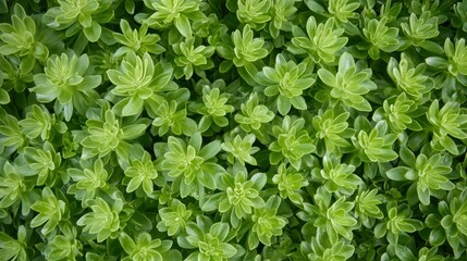 Lush green plants offer a vibrant, calming, natural backdrop.