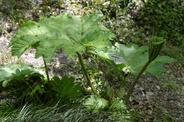 コウモリガサソウ