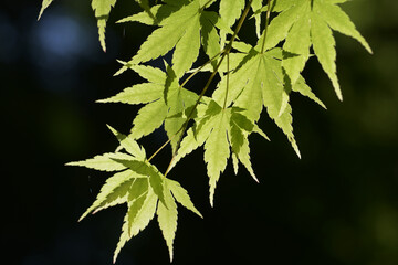 若紅葉　新緑