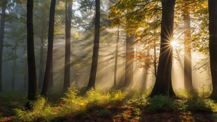 Obraz premium morning in the forest