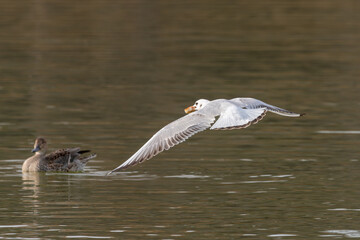飛び立つユリカモメと水面のカモの風景