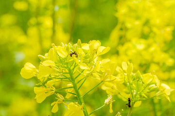 菜の花に集まるアリの春の風景