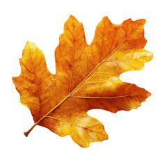 Isolated autumn oak leaf close up on black background stock photo image on transparent background