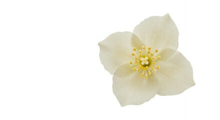Fototapeta premium Close up of a beautiful, delicate white hellebore flower with a bright yellow center, isolated on a clean white background, perfect for design