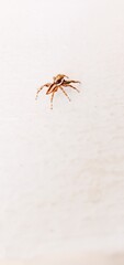 One spider isolated on white background 