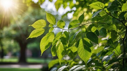 Obraz premium green leaves background