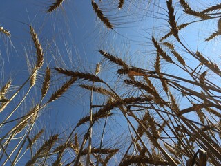 Ant view of wheat plants ready for harvesting with blue sky.