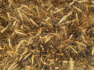 Background of wheat crop ready for harvesting.