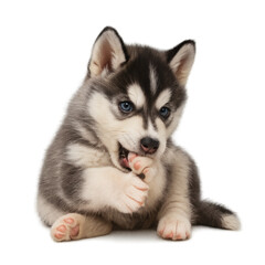 Fototapeta premium Playful Husky Puppy