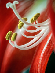 A beautiful amaryllis flower bloomed in a pot on the windowsill