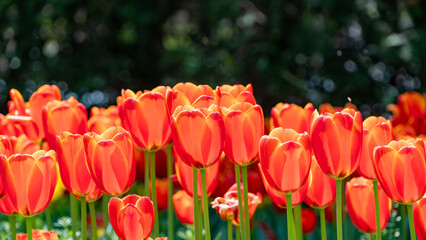 春の日差しに輝く赤いチューリップ