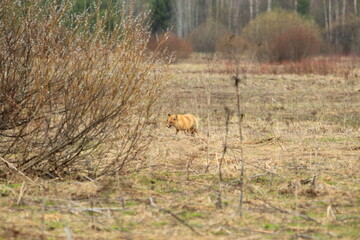 Red fox hunting in the field in spring