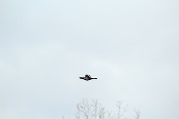 black grouse bird in flight
