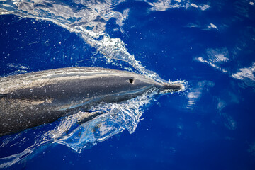 Close-up of a dolphin riding the bow wave in the clear waters of Hawaii.