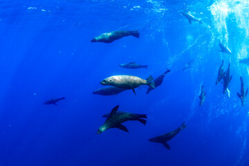 Australian fur seals swim gracefully in the waters off the southern coast of Australia.