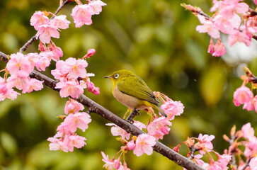 河津桜の花とメジロ