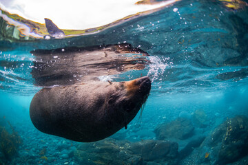 An Australian fur seal swims gracefully in the waters off the southern coast of Australia.