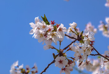 フラワーパーク　ソメイヨシノ桜1ｰ86