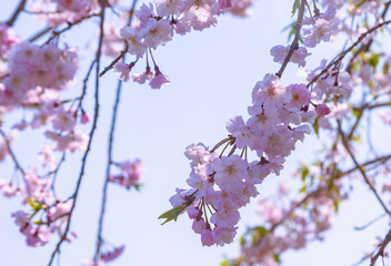 フラワーパーク　ソメイヨシノ桜1ｰ82