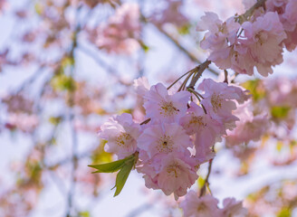 フラワーパーク　ソメイヨシノ桜1ｰ83