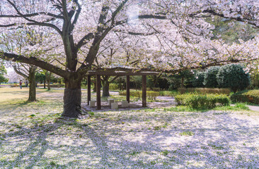 フラワーパーク　ソメイヨシノ桜1ｰ62