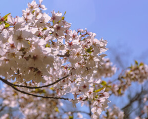 フラワーパーク　ソメイヨシノ桜1ｰ49