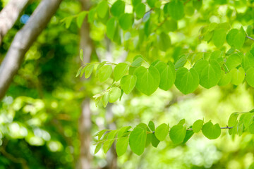 新緑に包まれた初夏の森の葉