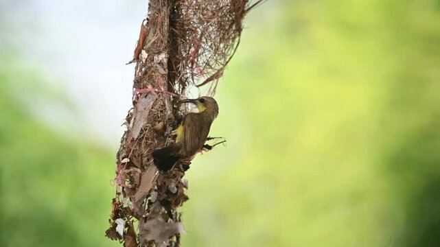 A flying bird is building a bird's nest.
Olive-backed Sunbird or Yellow-bellied Sunbird, (Cinnyris jugularis)