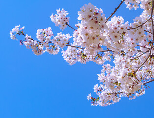 フラワーパーク　ソメイヨシノ桜1ｰ14