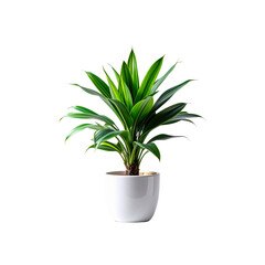 Dracaena plant care tips how to grow dracaena houseplant indoor plant guide on transparent background