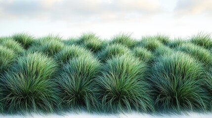 Dense green grass clusters under white sky, peaceful and serene