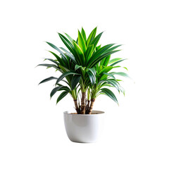Buy indoor dracaena plant for home decor easy care houseplant in white pot on transparent background