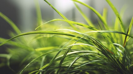 Fototapeta premium Fresh green grass blades with intricate texture, symbolizing nature's delicate beauty and vitality 