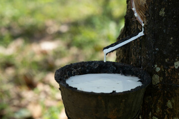 Close-up of a rubber tree collecting latex sap, showcasing the natural extraction process of one of the world's most versatile plant materials.