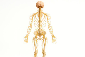 Human skeleton with major nerves exposed.