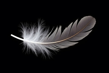White and Grey Feather on Black Background.