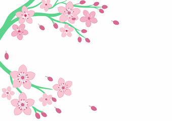 Obraz premium Beautiful Pink Cherry Blossoms on white background, evoking sense of tranquility and springtime